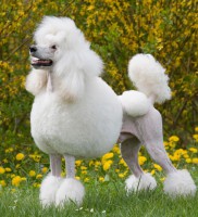 /album/fotogaleria/poodle-pelo-copia-jpg/